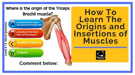 bad muscle insertions|muscle insertion traits.